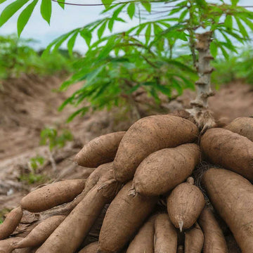 Cassava Vegetable Seeds
