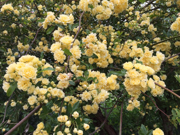 Rosa Banksia Flower Seeds for Planting - NON GMO Seeds