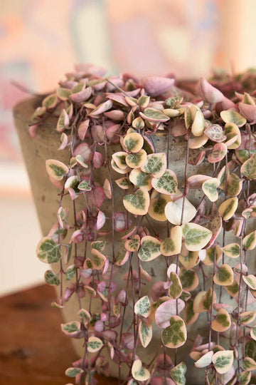 Ceropegia String of Hearts Pretty Pink Seeds for Planting - NON GMO Seeds