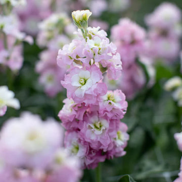 Light Pink Matthiola Flower Seeds – Heirloom Non-GMO Fragrant Garden Blooms for Planting