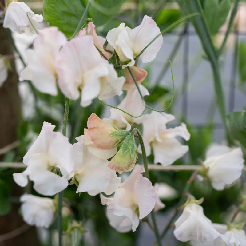 Sweet Pea 'Piggy Sue' Flower Seeds for Planting – Heirloom & Non-GMO Fragrant Blooms seeds for planting in home garden