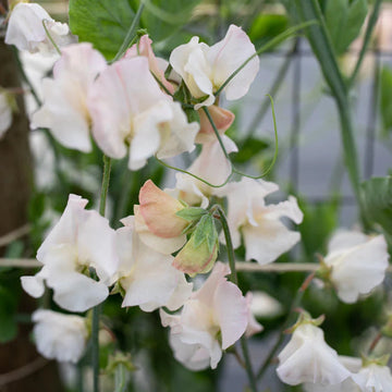 Sweet Pea 'Piggy Sue' Flower Seeds for Planting – Heirloom & Non-GMO Fragrant Blooms