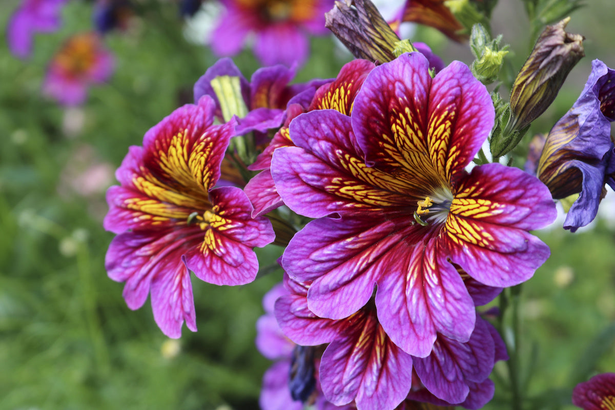 Heirloom Non-GMO Salpiglossis Flower Seeds for Planting – Colorful Trumpet-Shaped Blooms - Non-GMO for planting in home garden