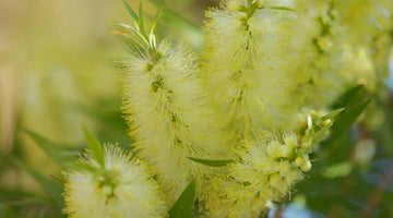 Heirloom Non-GMO Bottle Brush Melaleuca Flower Seeds for Planting – Vibrant Garden Blooms