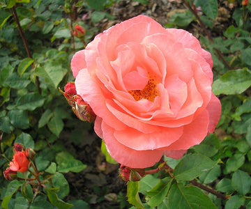 Heirloom Rose Flower Seeds for Planting – Non-GMO Seeds for Vibrant Garden Blooms