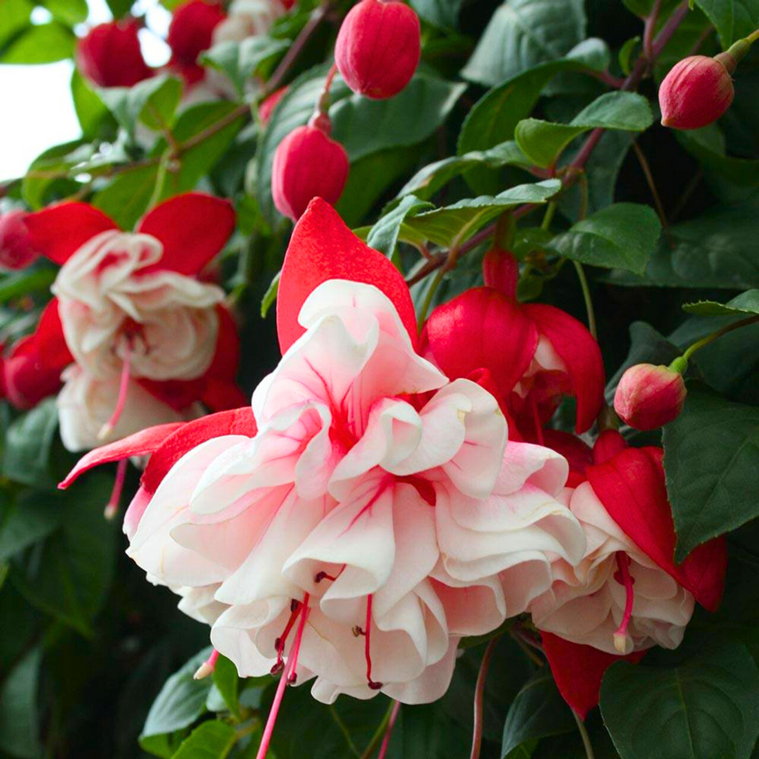 Fuchsia (Fuchsia scientific name) for planting in garden
