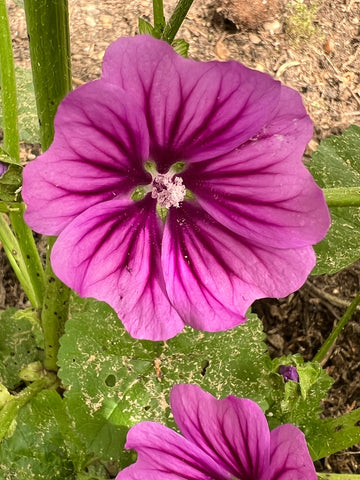 Mallow Flower Seeds for Planting - NON GMO Seeds