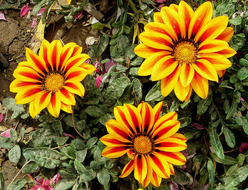 Heirloom Non-GMO Gazania Rigens Flower Seeds for Planting – Bright Drought-Tolerant Garden Blooms