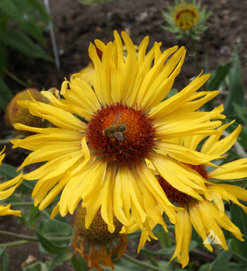 Yellow Gaillardia Seeds for Planting - NON GMO Seeds