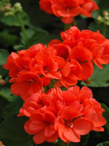 Orange Geraniums Heirloom Non-GMO Seeds for Planting
