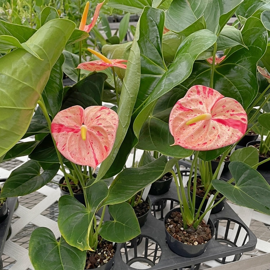 Heirloom Non-GMO Anthurium Bonsai Flower Seeds for Planting – Exotic Miniature Indoor Blooms - Non-GMO for planting in home garden