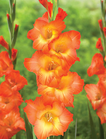 Heirloom Non-GMO Gladiolus Flower Seeds for Planting – Tall Vibrant Blooms for Cutting Gardens