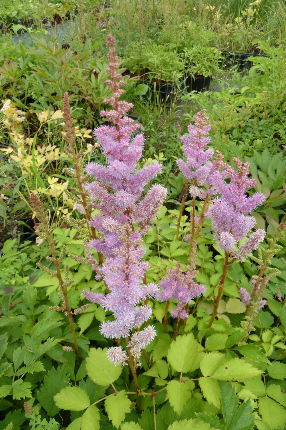 Heirloom Non-GMO Astilbe Pumila Flower Seeds for Planting – Shade-Loving Perennial Blooms - Non-GMO for planting in home garden