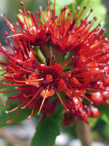 Red Greyia Sutherlandii Flower Seeds for Planting, 100 pcs