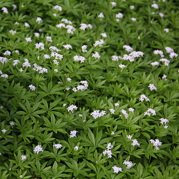 Galium Flower Seeds for Planting - NON GMO Seeds