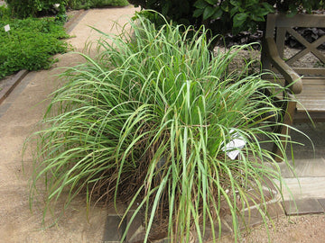 Cymbopogon citratus 'Thailand' – Fresh Thai Lemongrass