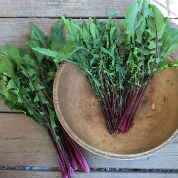 Garnet Stem Flower Seeds – Heirloom, Non-GMO Flower Seeds for Planting