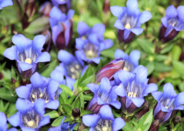 Gentiana Scabra Flower Seeds â€“ Rare Blue Blooms, Heirloom, Non-GMO Seeds for Garden & Rock Borders