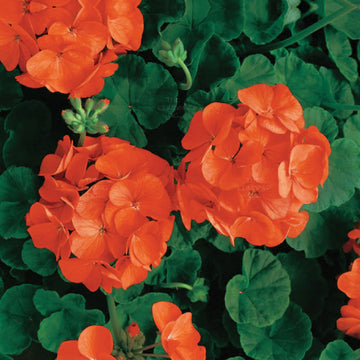 Light Orange Geranium Heirloom Non-GMO Seeds for Planting