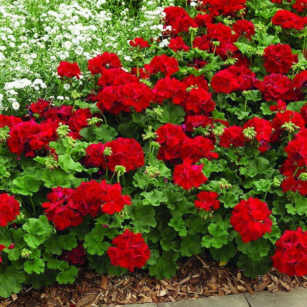 Red Geraniums Heirloom Non-GMO Seeds for Planting seeds for planting in home garden