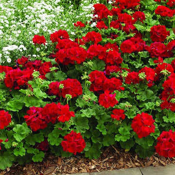 Red Geraniums Heirloom Non-GMO Seeds for Planting