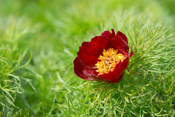 Paeonia Tenuifolia Flower Seeds for Planting NON GMO Seeds