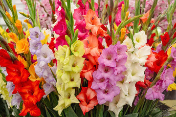 Heirloom Non-GMO Gladiolus Flower Seeds for Planting – Vibrant Summer Blooms