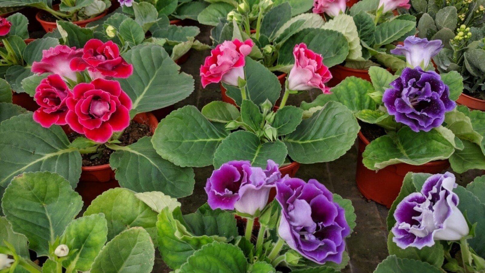 Heirloom Non-GMO Gloxinia Flower Seeds for Planting for planting in home garden