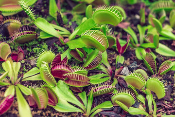 Green with Red Venus Flytrap – Live Carnivorous Plant | Exotic Insect-Eating Houseplant