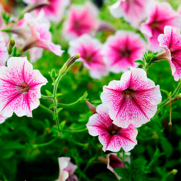 Pale Pink Petunia Flower Seeds for Planting - Heirloom, NON-GMO, Easy to Grow Garden Blooms