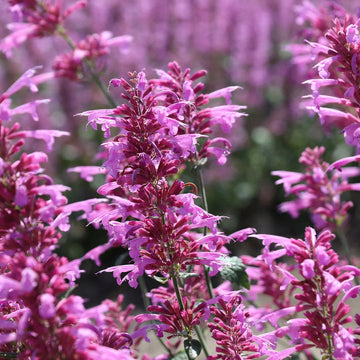 Agastache Cana Flower Seeds for Planting - NON GMO Seeds