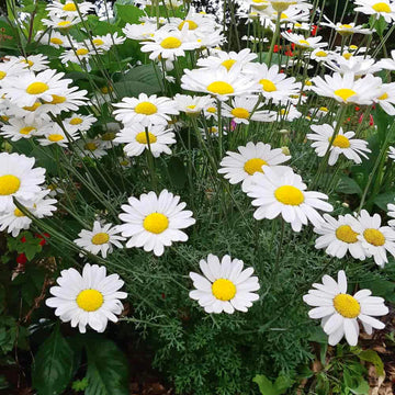 Heirloom Pyrethrum Seeds – Non-GMO Flower Seeds for Planting