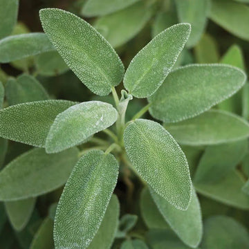 Broadleaf Sage Herb Seeds