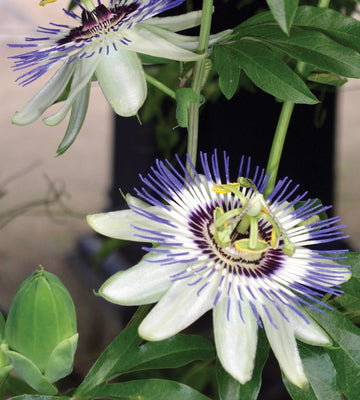 Sky Blue White Passion Flower Seeds for Planting – Organic, Heirloom, Non-GMO Seeds