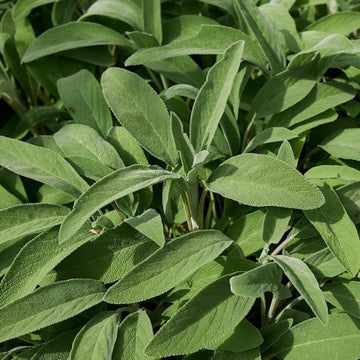 Broadleaf Sage Herb Seeds