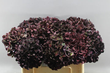Heirloom Non-GMO Chocolate Hydrangea Flower Seeds for Planting – Rare Blooming Seeds