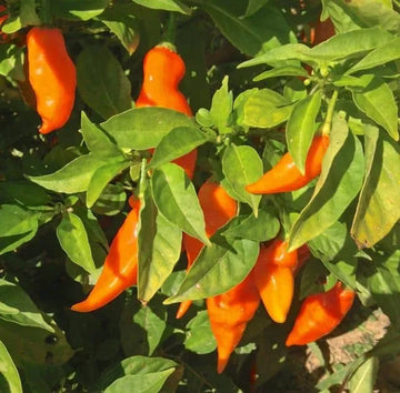 Habanada Pepper Vegetable Seeds