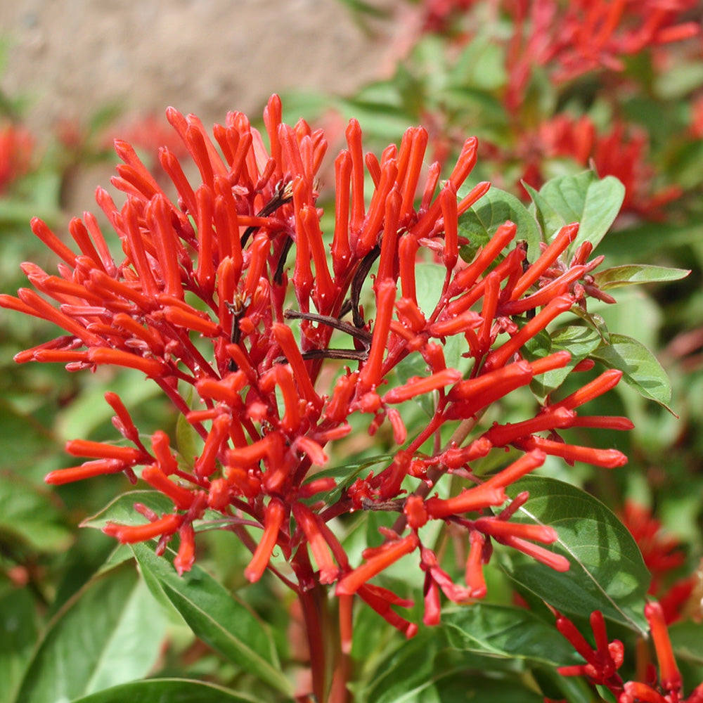 Heirloom Hamelia Patens Flower Seeds, Non-GMO Firebush Blooms for Hummingbird-Friendly Garden Planting for planting in home garden