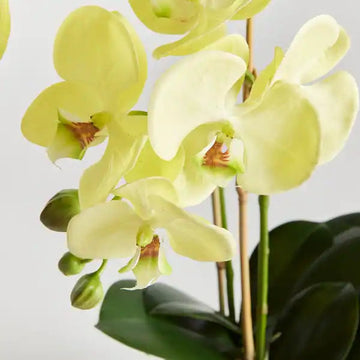 Phalaenopsis Orchid Seeds Pale Green for Planting, NON GMO Seeds