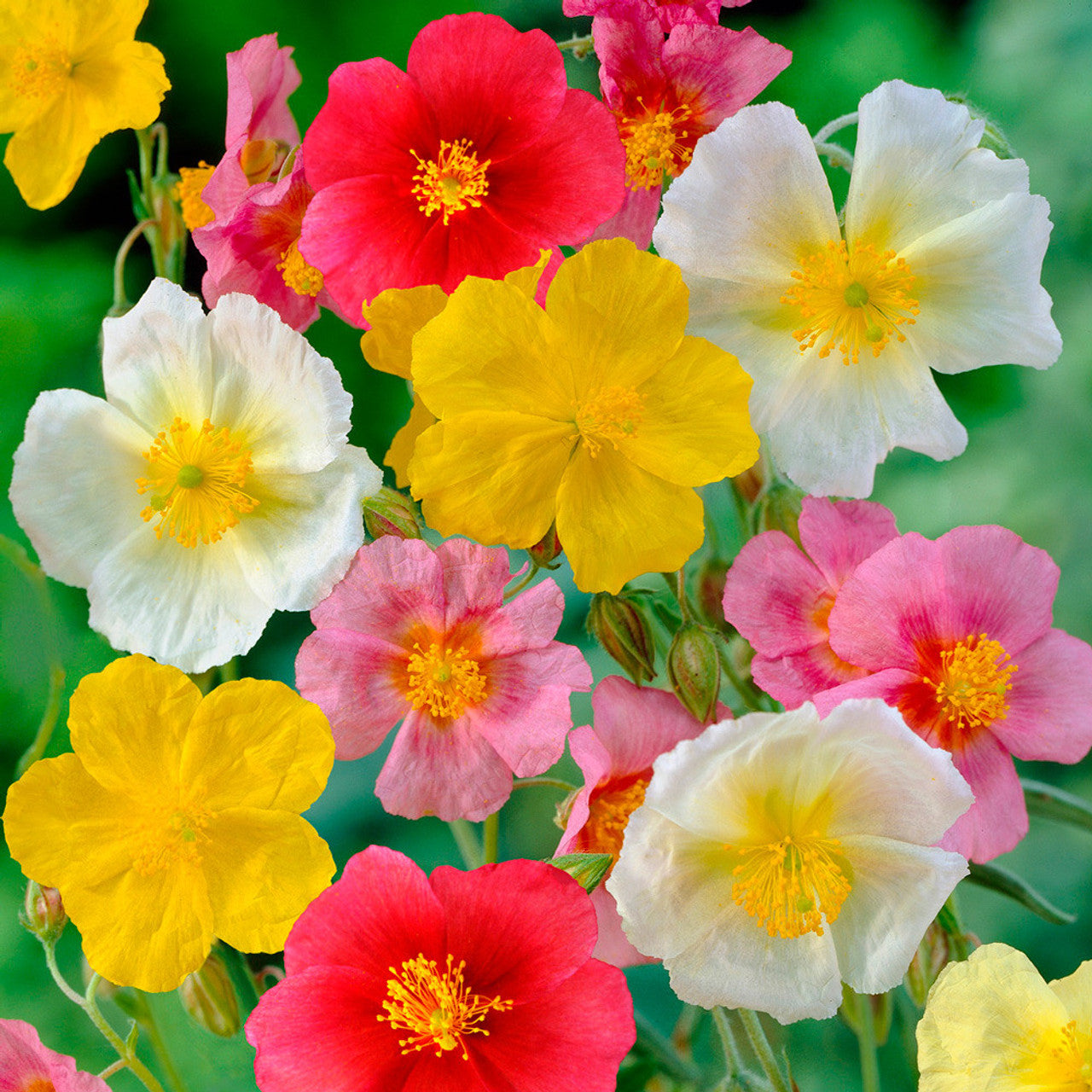Mixed Helianthemum Rock Rose Plant Seeds for Planting Non-GMO Heirloom Garden Seeds seeds for planting in home garden