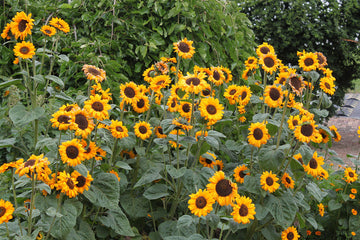 Heirloom Non-GMO Helianthus Annuus Flower Seeds for Planting – Bright Sunflower Blooms for Gardens