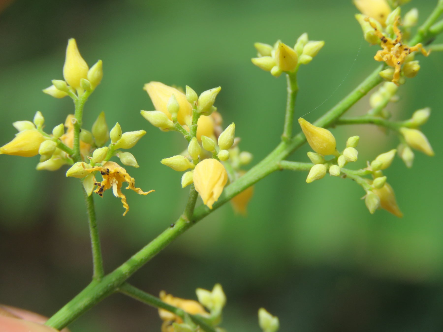 Yellow Hevea Brasiliensis Seeds – Heirloom, Non-GMO Flower Seeds for Planting Unique Blooms seeds for planting in home garden