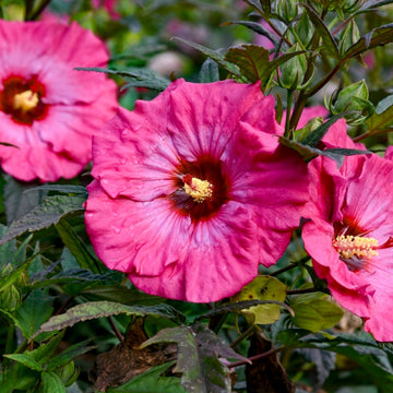 Heirloom Non-GMO Hibiscus Moscheutos Flower Seeds for Planting – Perennial Blooms