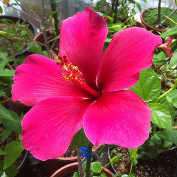 Heirloom Non-GMO Thick Pink Hibiscus Flower Seeds ƒ?? Lush Tropical Blooms for Garden Planting