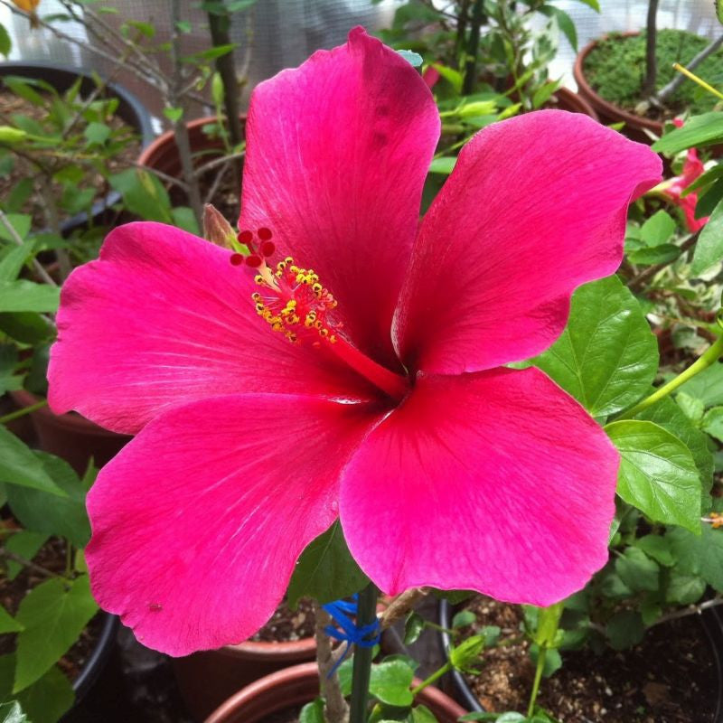 Heirloom Non-GMO Thick Pink Hibiscus Flower Seeds – Lush Tropical Blooms for Garden Planting for planting in your garden.