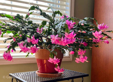 Heirloom Non-GMO Schlumbergera Flower Seeds for Planting – Ideal for Balcony Pots