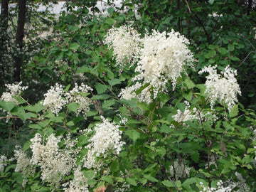 Heirloom Non-GMO Holodiscus Discolor Flower Seeds – Ornamental Shrub Flower Seeds for Planting