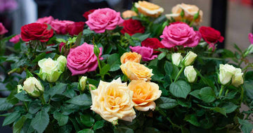 Mixed Miniature Rose Plant Seeds for Planting - Non-GMO Heirloom Garden Seeds for Growth