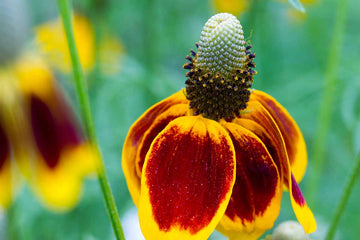 Heirloom Non-GMO Mexican Hat Flower Seeds for Planting – Drought-Tolerant Wildflower Blooms