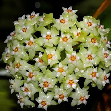 Green White Hoya Flower Seeds Light Green for Planting, NON GMO Seeds